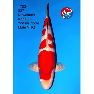 Kawakami - Narita Very High Quality Kohaku 72cm geb. 2022...