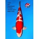 Kawakami - Narita Very High Quality Kohaku 72cm geb. 2022...