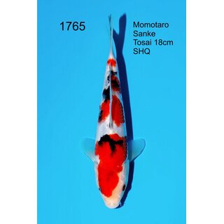 Momotaro VHQ Showclass Sanke 23cm aus Momotaro-Auktion /...