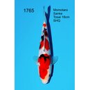 Momotaro VHQ Showclass Sanke 23cm aus Momotaro-Auktion /...