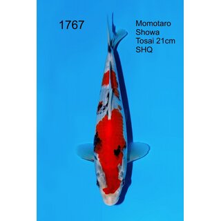 Momotaro VHQ Showclass Showa 30cm aus Momotaro-Auktion /...