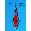 Momotaro VHQ Showclass Showa 30cm aus Momotaro-Auktion /...