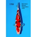 Momotaro VHQ Showclass Showa 34cm aus Momotaro-Auktion /...