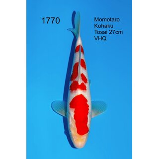 Momotaro VHQ Showclass Kohaku 34cm aus Momotaro-Auktion /...