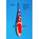 Momotaro VHQ Showclass Kohaku 34cm aus Momotaro-Auktion /...