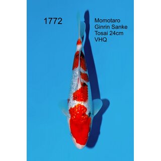 Momotaro VHQ Showgewinner Ginrin Sanke 30cm aus...