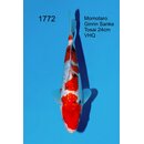 Momotaro VHQ Showgewinner Ginrin Sanke 30cm aus...