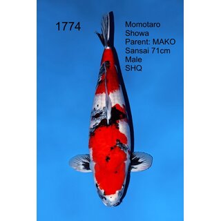 Momotaro VHQ Showclass MAKO Showa 71cm geb. 2023 /...