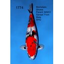 Momotaro VHQ Showclass MAKO Showa 71cm geb. 2023 /...