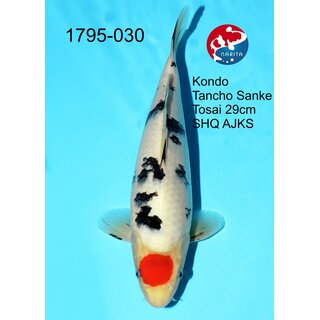 Kondo - Narita Showclass Tancho Sanke 36cm Narita All...