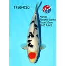 Kondo - Narita Showclass Tancho Sanke 36cm Narita All...