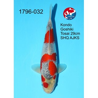 Kondo - Narita Showclass Goshiki 31cm Narita All Japan...