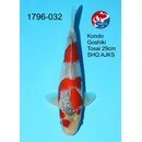 Kondo - Narita Showclass Goshiki 31cm Narita All Japan...