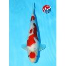 Kondo - Narita VHQ Showclass Sanke 30cm Narita New Year...