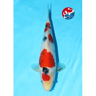 Kondo - Narita VHQ Showclass Sanke 33cm Narita New Year...