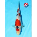 Kondo - Narita VHQ Showclass Sanke 33cm Narita New Year...