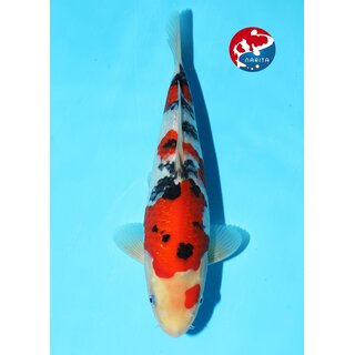 Kondo - Narita VHQ Showclass Sanke 34cm Narita New Year...