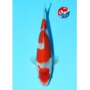 Kondo - Narita VHQ Showclass Goshiki 32cm Narita New Year...