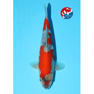 Kondo - Narita VHQ Showclass Goshiki 32cm Narita New Year...