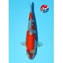 Kondo - Narita VHQ Showclass Goshiki 32cm Narita New Year...