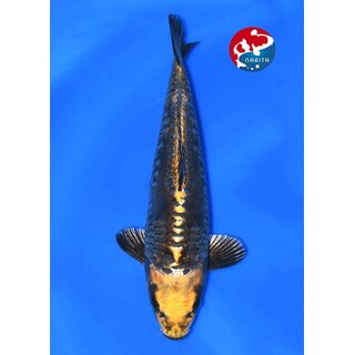 Taniguchi - Narita VHQ Showclass Doitsu Kawari 41cm...