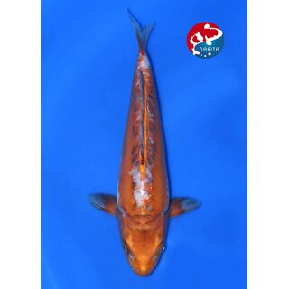 Taniguchi - Narita VHQ Showclass Doitsu Kawari 36cm...