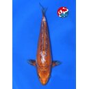 Taniguchi - Narita VHQ Showclass Doitsu Kawari 36cm...