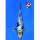 Taniguchi - Narita VHQ Showclass Ginrin Kumonryu 33cm...