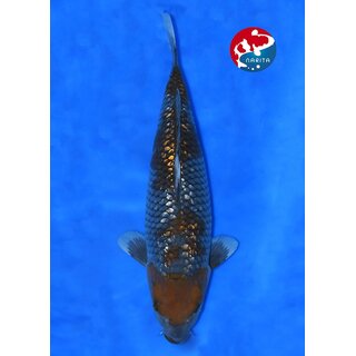 Taniguchi - Narita High Quality Ginrin Ochiba FEMALE 51cm...