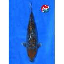 Taniguchi - Narita High Quality Ginrin Ochiba FEMALE 51cm...