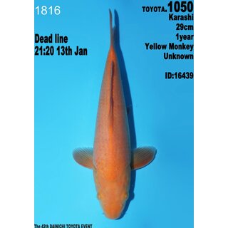 Dainichi Toyota High Quality Karashi Yellow Monkey 28cm...
