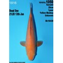Dainichi Toyota High Quality Karashi Yellow Monkey 28cm...