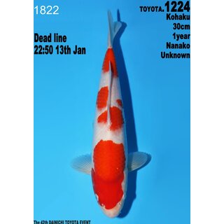 Dainichi Toyota High Quality Kohaku Nanako 30cm aus...