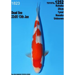 Dainichi Toyota High Quality Kohaku Nanako 29cm aus...