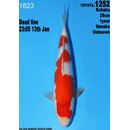 Dainichi Toyota High Quality Kohaku Nanako 29cm aus...
