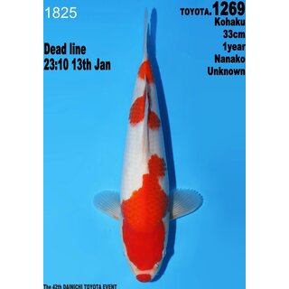 Dainichi Toyota High Quality Kohaku Nanako 33cm aus...