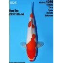 Dainichi Toyota High Quality Kohaku Nanako 33cm aus...