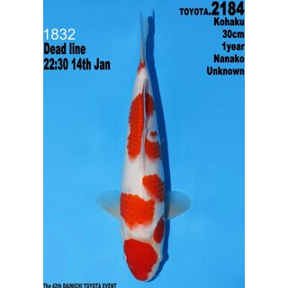 Dainichi Toyota High Quality Kohaku Nanako 30cm aus...