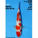 Dainichi Toyota High Quality Kohaku Nanako 30cm aus...