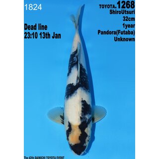 Dainichi Toyota High Quality Shiro Utsuri Pandora 32cm...