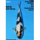 Dainichi Toyota High Quality Shiro Utsuri Pandora 32cm...
