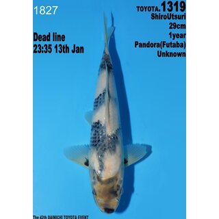 Dainichi Toyota High Quality Shiro Utsuri Pandora 29cm...