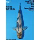 Dainichi Toyota High Quality Shiro Utsuri Pandora 29cm...