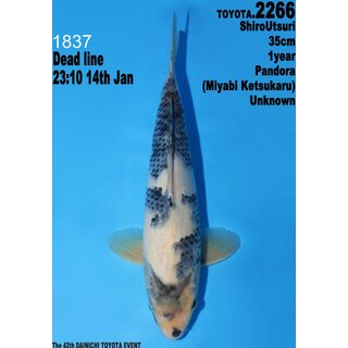 Dainichi Toyota High Quality Shiro Utsuri Pandora 35cm...