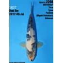 Dainichi Toyota High Quality Shiro Utsuri Pandora 35cm...