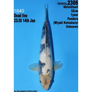 Dainichi Toyota High Quality Shiro Utsuri Pandora 32cm...