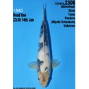 Dainichi Toyota High Quality Shiro Utsuri Pandora 32cm...