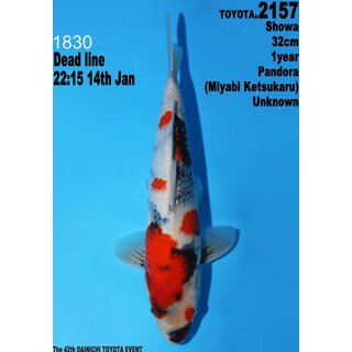 Dainichi Toyota High Quality Showa Pandora 32cm aus...