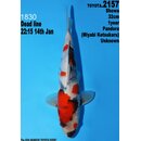 Dainichi Toyota High Quality Showa Pandora 32cm aus...