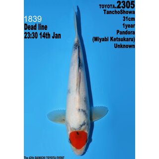 Dainichi Toyota High Quality Tancho Showa Pandora 31cm...